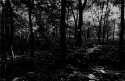 Gebhard Woods #2