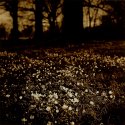 Spring Meadow