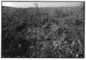 the ground