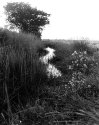 Newtown Marsh