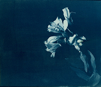 Cyanotype Flower