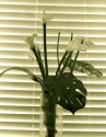 Flowers and Blind, 2006