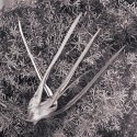 Finger Plant, 2006