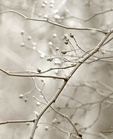 Tangle of Berries, Eagle Creek