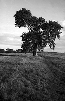 Tree Near Bembridge