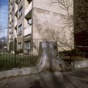 stump
