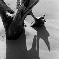 Weathered Wood - Shadows on Sand. Suffolk, England.