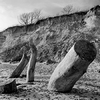 Weathered Wood - Eroding Cliff. Suffolk, England