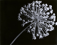 Allium Seed Head