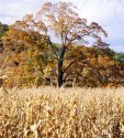 Corn-and-Tree---low-res