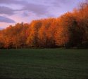Autumnal Dusk I