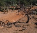 Staghorn Cholla I