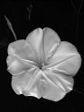 Moonflower