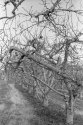 December Apple Orchard - with "mummies"