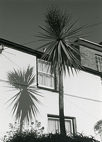 Palm and Shadow on House, Polruan
