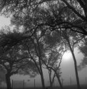 Morning Trees