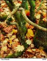 TREE BRANCH