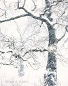 Black Oak, Snow Squall