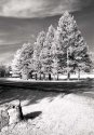 RolleiIRwinter