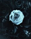 Blue Rose