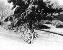 Winter Wonderland