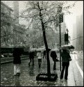 Rainy 5th