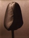 Unfolding - kallitype