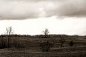 Trees Afar
