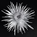 Spider Lily