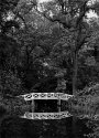 The white bridge