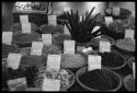 Herbs & Spices