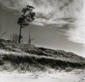 Tree on Dune