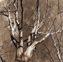 Skyward