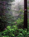 Redwood Forest  - Tom Johnston