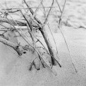 Fragile Elements. Suffolk Coast.