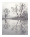 Two Trees in Fog