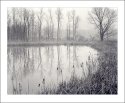 Wetland in Fog