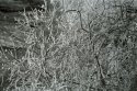 Ice-Bush--I---Jan-2007