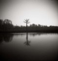 Lonely tree