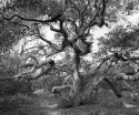 Oak tree