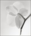 high-keyflower