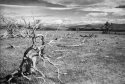 Dead trees in Patagonia