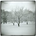 Winter Fruit