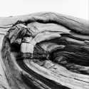 Patterns in Tree Trunk. Suffolk, England.