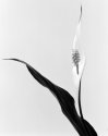 Peace Lily