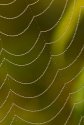 Web script written with pearls