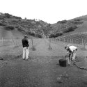 Vineyard1