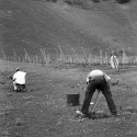 Vineyard 3