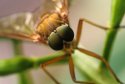 Robberfly