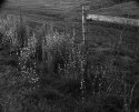 Rural scene